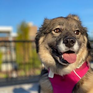 Meet your Posher, Tara